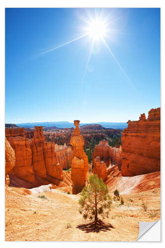 Sticker mural Arbuste isolé à Bryce Canyon