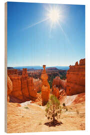 Obraz na drewnie Lonely tree in Bryce Canyon