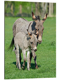 Aluminium print Donkey mum and her little baby