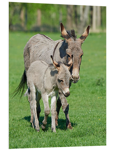 Bilde på skumplate Donkey mum and her little baby