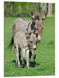 Gallery print Donkey mum and her little baby