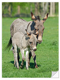 Naklejka na ścianę Donkey mum and her little baby