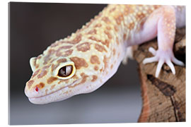 Obraz na szkle akrylowym Leopard Gecko