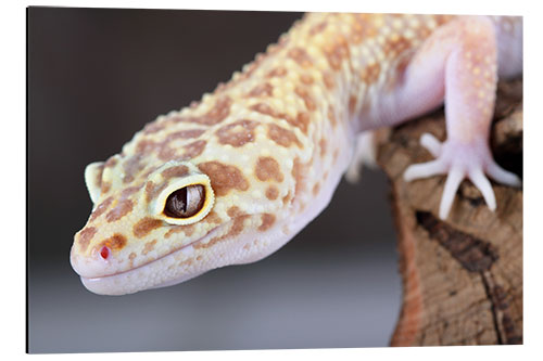 Aluminium print Leopard Gecko