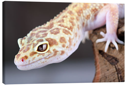 Leinwandbild Leopardgecko