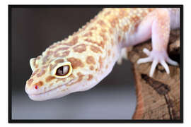 Gerahmter Kunstdruck Leopardgecko