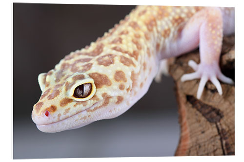 Foam board print Leopard Gecko