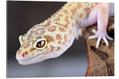 Cuadro de plexi-alu Leopard Gecko