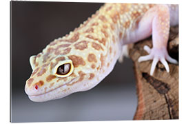 Gallery print Leopard Gecko