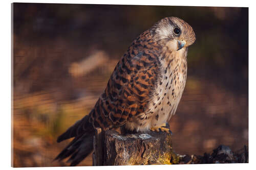 Acrylic print Sitting kestrel