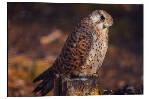 Aluminium print Sitting kestrel