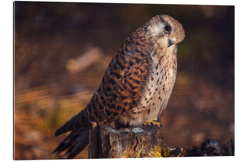 Gallery print Sitting kestrel