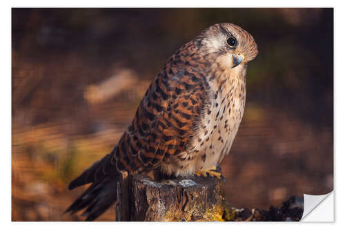 Naklejka na ścianę Sitting kestrel