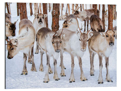 Aluminium print Reindeer in winter in Lapland