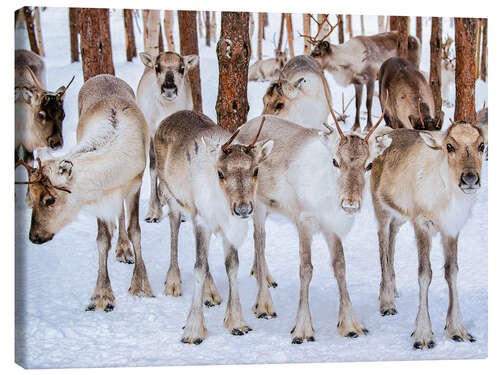 Canvas print Reindeer in winter in Lapland