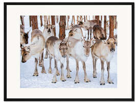 Gerahmter Kunstdruck Rentiere im Winter in Lappland