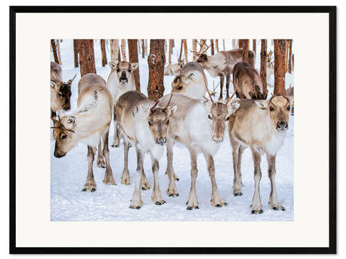 Impresión de arte enmarcada Reindeer in winter in Lapland