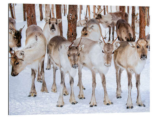 Galleriprint Reindeer in winter in Lapland