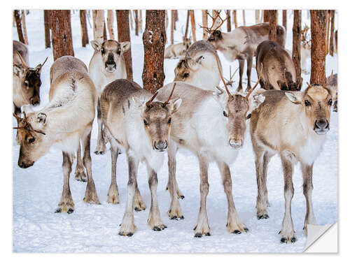 Selvklebende plakat Reindeer in winter in Lapland