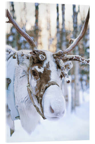 Obraz na szkle akrylowym Reindeer in Lapland