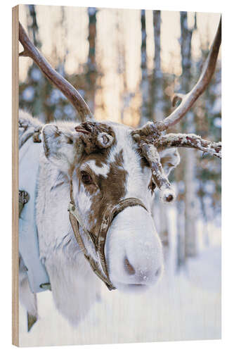 Holzbild Rentier in Lappland