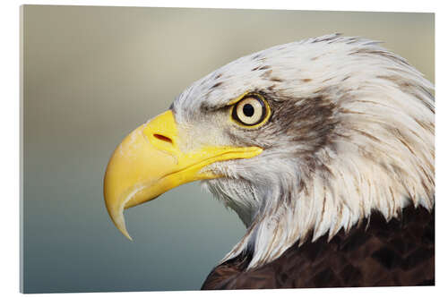 Obraz na szkle akrylowym Bald eagle