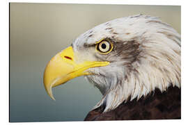 Aluminium print Bald eagle