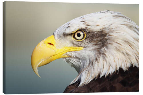 Canvas print Bald eagle