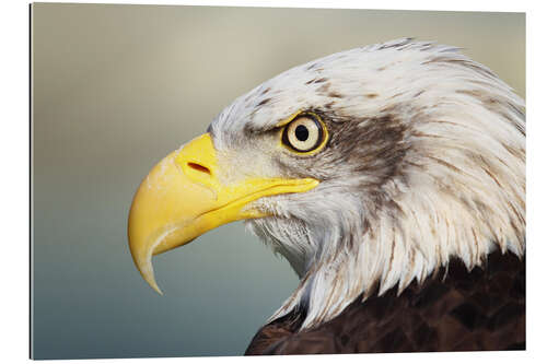 Gallery print Bald eagle