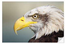 Wandsticker Weißkopfseeadler