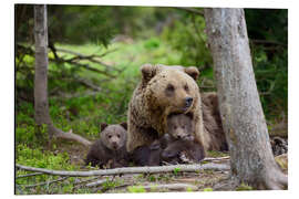 Aluminium print Brown bear with cubs in forest