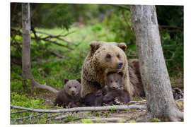 Tableau en PVC Ours brun et ses petits en forêt