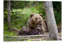 Gallery print Brown bear with cubs in forest