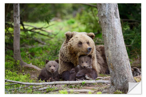 Naklejka na ścianę Brown bear with cubs in forest