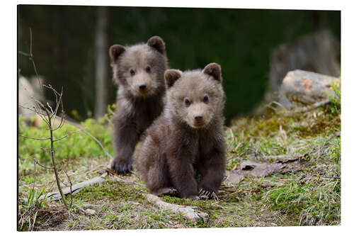 Aluminium print Wild brown bear cub close-up