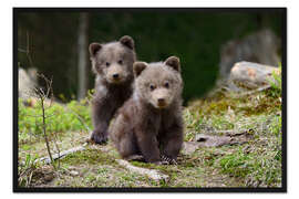 Gerahmter Kunstdruck Wilde Braunbären Junge