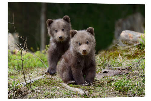 Hartschaumbild Wilde Braunbären Junge