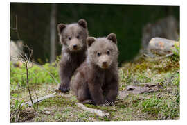 Stampa su PVC Wild brown bear cub close-up