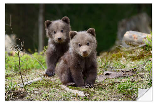 Naklejka na ścianę Wild brown bear cub close-up