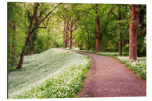 Cuadro de aluminio Forest path in spring