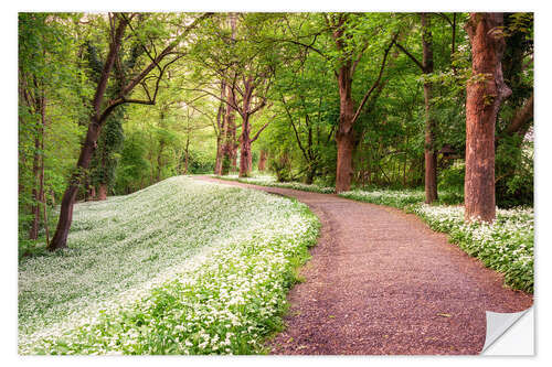 Selvklebende plakat Forest path in spring