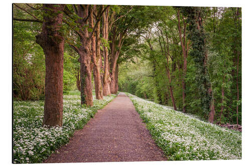 Aluminiumtavla Forest path through wild garlic meadow