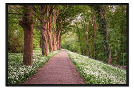 Gerahmter Kunstdruck Waldweg durch Bärlauch Wiese