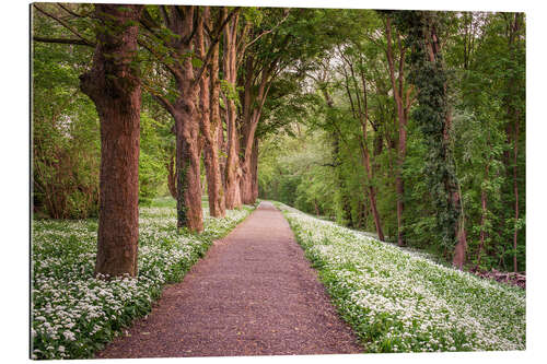 Galleriataulu Forest path through wild garlic meadow