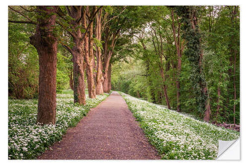 Selvklebende plakat Forest path through wild garlic meadow