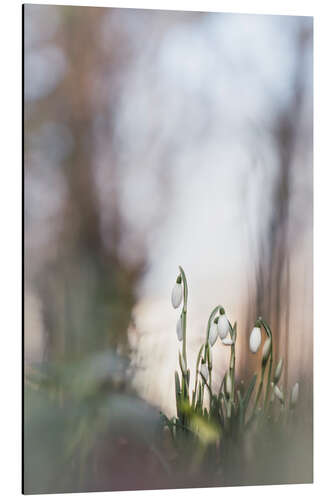 Alubild Ewiger Frühling