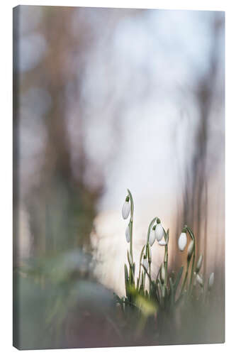 Canvas print Eternal Spring