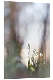 Gallery Print Ewiger Frühling