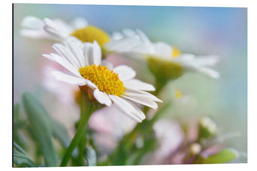 Aluminium print Beautiful Daisies