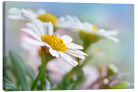 Canvas print Beautiful Daisies